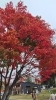 「紅葉が見頃です【茅野駅より徒歩1分の喫茶店】」
