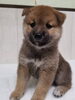 「【WAN'S】新しいワンちゃんのご紹介！　柴犬オス」