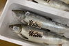 「ハラコ販売中でーす‼️」
