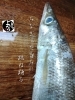 「カマス入荷致しました
【浜町の海鮮居酒屋 上なり】」