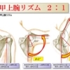 「肩甲上腕リズム」ってご存じですか？ | Total Conditioning Kiitosのニュース | トリコカワグチ[川口市]