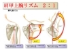 この関節の動きが悪いとハリや痛みの原因になります。「「肩甲上腕リズム」ってご存じですか？」