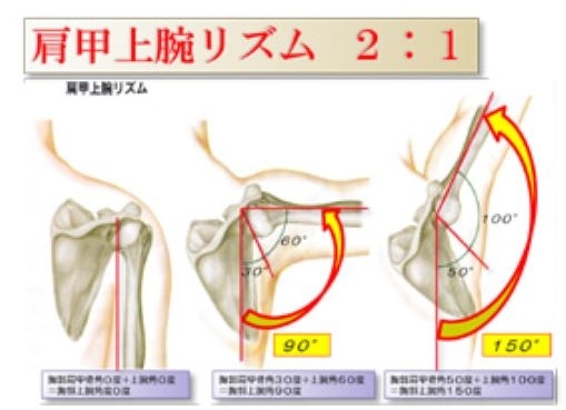 この関節の動きが悪いとハリや痛みの原因になります。「「肩甲上腕リズム」ってご存じですか？」