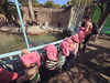 「自然動物園に行きました！」