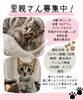 「【緊急】子猫の里親を探しています！優しい飼い主さん募集中 ※追記情報あり」