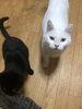「里親募集情報♪保護された子猫の新しいおうちを探しています！」