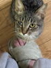 「【保護猫】子猫の新しい家族を探しています！今すぐご連絡ください」