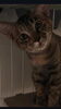 「家族の一員として迎えませんか？子猫の里親募集」