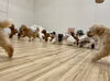 みんなでランニング中〜💨「ましゅまろ幼稚園🐾」