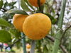 「ビオトープでみかん狩り🍊」
