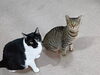 こんぶつみれ「おはようございます😺【静岡市　葵区　猫カフェ　保護猫　里親募集】」