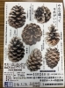 「イベント出店のお知らせ」