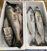 「ハラコ販売中でーす‼️鮮魚パックいろいろ販売中‼️〆鯖も販売致します🐳」
