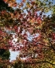 「まいづる茶屋で四季折々の景色をお楽しみください🍂」