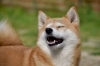 画像はイメージです「愛犬との絆を形に!犬の歯を使ったユニークなペンダントの制作事例を紹介!」
