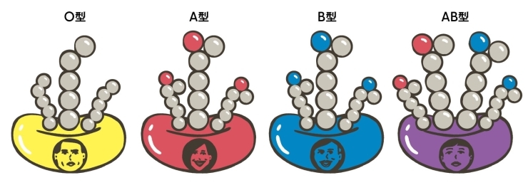 血液の雑学…。「血液に関する面白い雑学」