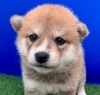 柴犬は皆様に馴染みのある種類ですね(^▽^)「お渡しいたしました(^▽^)」