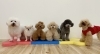 ぱん♡絆♡くま♡ハッピー♡ぷっか♡はぴ「ましゅまろ幼稚園🐾」
