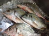 「🐟本日のオススメはキビレ🐟  【キビレのポワレ、バルサミコソース】  新鮮なキビレは香草の香りを乗せて皮目をパリっと焼き、付け合わせの野菜も彩りよく常時７~８種類。ソースは酸味の効いたバルサミコソースでさっぱりと仕上げました🍴」