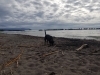 犬と海「11月と、年末年始のお休み」