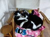 すじこんコンビ「可愛いすぎて可愛いすぎて😻【静岡市　葵区　猫カフェ　保護猫　里親募集】」