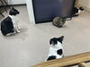 集合「白黒とキジトラ😻【静岡市　葵区　猫カフェ　保護猫　里親募集】」