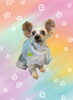 「Dog salon mofu mofu　余市町」
