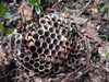 コガタスズメバチの幼虫「大分市佐賀関【蜂の巣駆除】　コガタスズメバチ」