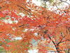 美しい紅葉「別府市　学習塾RainBow　志高湖の紅葉がきれいですよ！　【別府　塾　個別指導　高校受験　大学受験　自習室完備】」