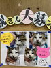 「新しい子猫の里親さん募集について」