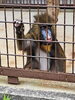 お尻を向ける挨拶や犬歯をみせる挨拶もしてくれます。「トヨの暮らしを豊かにしたいんじゃ！」