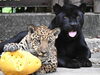 ジャガー「ジャガー・ピューマ　放飼時間変更のお知らせ」