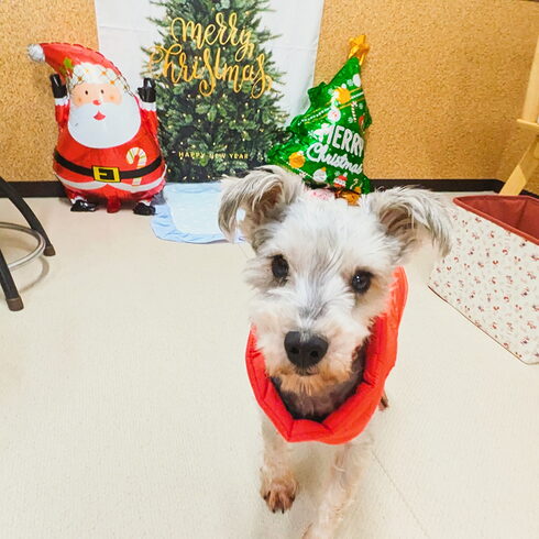 バロンちゃん「今日のお友達」