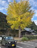 安来神社の銀杏「安来神社の銀杏木」