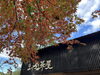 「平日なら紅葉が見える特等席も空いているかも🍂✨」