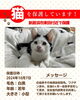 「【新居浜市】里親募集のお知らせ！」