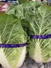 白菜「鉾田野菜『白菜』」