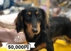 ダックス「子犬のご紹介(^^♪」