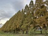 「大人の遠足　岐阜県　メタセコイア並木」