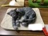 　　「11月22日「ワンワン（11）にゃんにゃん（22）の日」🐱🐶」