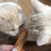 親孝行旅行のお手伝いが出来ました〜猫ちゃんのお留守番はキャットシッターに任せて 安心してお出かけを！年末年始のご予約はお早めに！〜