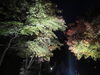 「山本亭・柴又公園ライトアップ2024🌟2024年11月23日（祝土）24日（日）17時～21時🌟地域リポーター【ママ特派員】さんによる取材😊」