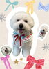 「Dog salon mofu mofu　余市町」