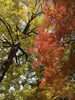「今が1番美しいかも🍁」