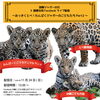 「【11/24（日）】国際ジャガーの日イベントを3園館合同で開催します！」