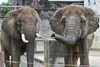 「休園日の特別な動物園 TOkuBEZOOとくべずー」