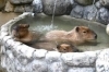 「「カピバラの打たせ湯」を行います！」