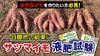 「【生育改善資材のお披露目！】サツマイモを簡単に肥大化させるヒミツの方法をお伝えします♪ たねのハシモトミヤ」