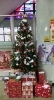 教室の真向かいに!立派なXmasツリーですね「一足早いXmas?」