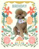 「Dog salon mofu mofu　余市町」